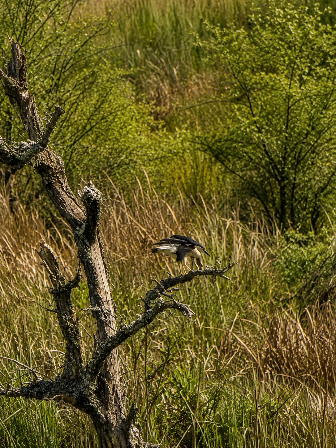 Monitoreo de avifauna