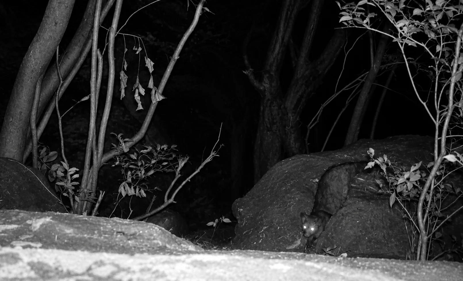 Monitoreo ambiental de fauna en campo